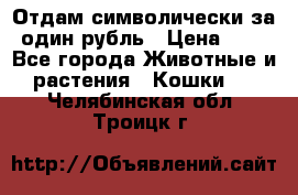 Отдам символически за один рубль › Цена ­ 1 - Все города Животные и растения » Кошки   . Челябинская обл.,Троицк г.